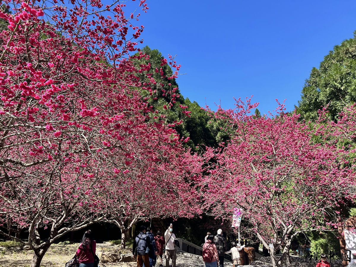 九族櫻花祭開跑 遊客人數創新高 櫻花湖畔美不勝收-透视中国