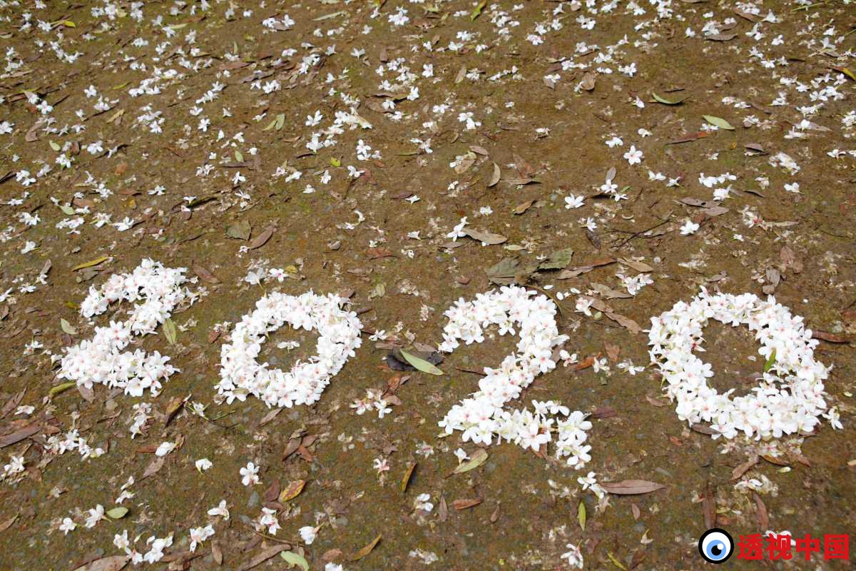 「挑水古道」赏桐花 走出户外登山健身（记者 陈建文 摄）-透视中国