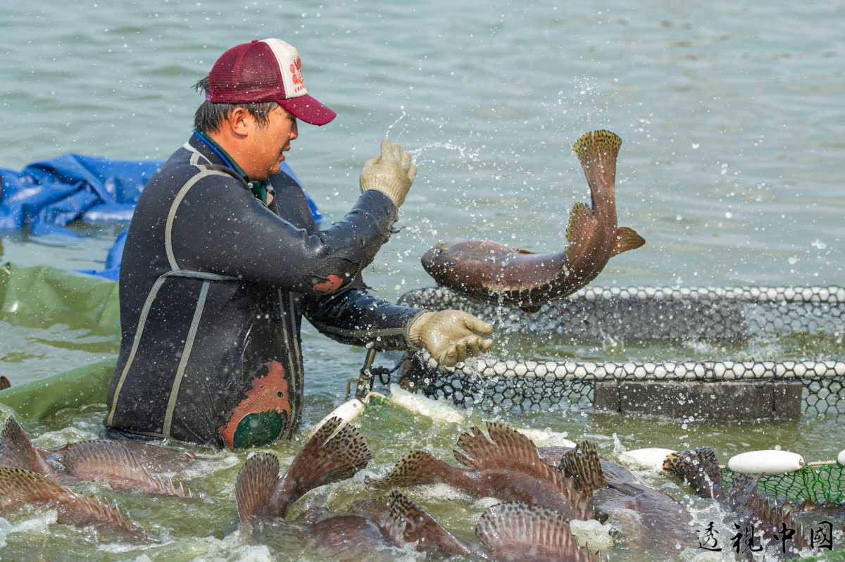 枋寮940数位转型顾问黄耀宽强调，数位群聚品牌枋寮940成员「飨鱼乐」均通过多项认证，包含110年度就取得「产销履历复验合格」，以及渔业署「输欧盟渔产品养殖场登录合格」与「输大陆渔产品养殖场登录合格」殊荣（黄 ...-透视中国