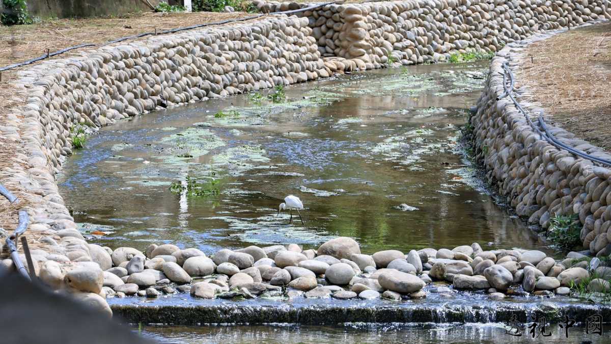 彰市水岸秘境 扩大南郭坑溪优质亲水空间 守护美好的生态环境（图：彰化县政府 提供）-透视中国