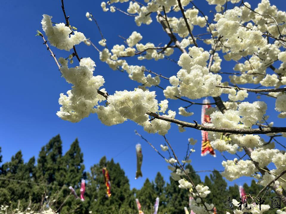 台日歌姬獻唱九族櫻花祭 傳承25年的櫻花樂章（圖：九族文化村 提供）-透视中国
